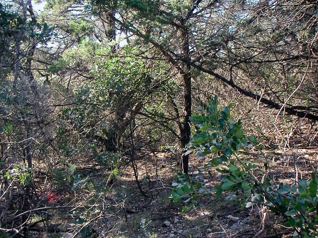 BeforeClearing.JPG - Tank area from entrance before clearing, February 17, 2007.