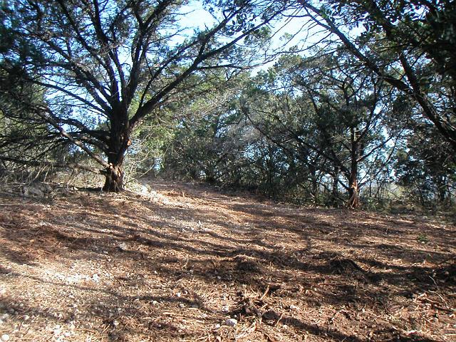 Cleared3.JPG - Tank area looking toward entrance after clearing. February 22, 2007.